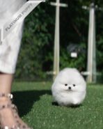 TAYLOR - FEMALE (PURCHASED by IAN)