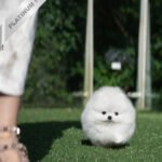 TAYLOR - FEMALE (PURCHASED by IAN)