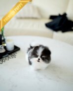 PANDA - MALE (PURCHASED by KIMBERLY) - Image 2