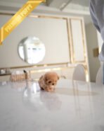 KIEL - FEMALE (PURCHASED by TINA) - Image 5