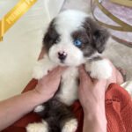 NOVA - FEMALE (PURCHASED by LIA)