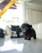 AMELIA - FEMALE (PURCHASED by LEROY) - Image 3