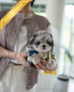 OREO - MALE (PURCHASED by DARIUS) - Image 2