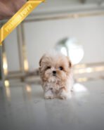 BUSTER - MALE (PURCHASED by NA)