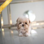 BUSTER - MALE (PURCHASED by NA)