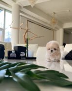 AUSTIN - MALE (PURCHASED by ALEXIA) - Image 3