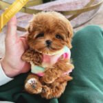 DOLORES - FEMALE (PURCHASED by AMANDA)