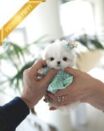 PAULA - FEMALE (PURCHASED by HELEN)