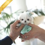 PAULA - FEMALE (PURCHASED by HELEN)