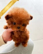 FELIX - MALE (PURCHASED by AHMAD)