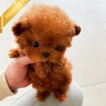 FELIX - MALE (PURCHASED by AHMAD)