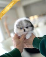 BOO - MALE (PURCHASED by BOO)