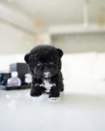 OREO - FEMALE (PURCHASED by KAREN) - Image 4