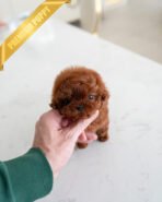 VELVET - FEMALE (PURCHASED by KALEY)