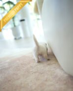 MINNIE - FEMALE (PURCHASED by ERKAN) - Image 6