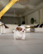 BAMBI - FEMALE (PURCHASED by RT)