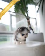 MILO - MALE (PURCHASED by MARILYN) - Image 4