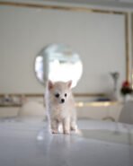 OSCAR - MALE (PURCHASED by COTRELL) - Image 3