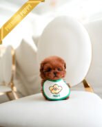 ARLO - MALE (PURCHASED by SARAH) - Image 2