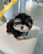 SASHA - FEMALE (PURCHASED by ANONYMOUS)