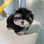 SASHA - FEMALE (PURCHASED by ANONYMOUS)