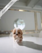 PUFFY - FEMALE (PURCHASED by DIANA) - Image 3