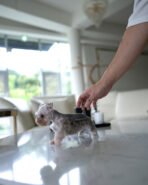 AGGIE - FEMALE (PURCHASED by TAMARA) - Image 3