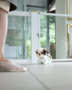 TOBY - MALE (PURCHASED by SWAN) - Image 5