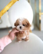 AUSTIN - MALE (PURCHASED by HIEP) - Image 3