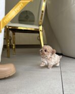 EWAN - MALE (PURCHASED by SHALMOR) - Image 4