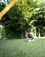 MILO - MALE (PURCHASED by ASHLEY) - Image 7