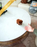 ONYX & MURPHY - MALE - Image 7