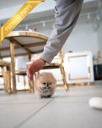 CHESTER - MALE (PURCHASED by HWANG) - Image 5