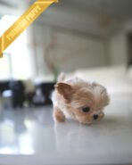 BOGART - MALE (PURCHASED by DAISY) - Image 4