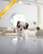 BELLA - FEMALE (PURCHASED by GILDA) - Image 2