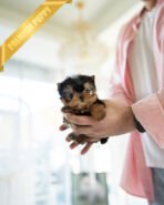 LILY - FEMALE (PURCHASED by ALEJANDRO) - Image 4