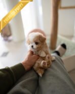 OWEN - MALE (PURCHASED by JENNIFER) - Image 3