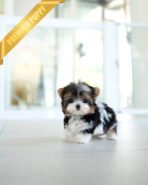 AARON - MALE (PURCHASED by KHOA) - Image 3