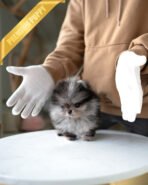 THOR - MALE (PURCHASED by ANONYMOUS) - Image 2