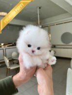 COSMO - MALE (PURCHASED by SINIA) - Image 2