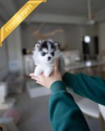 MILO - MALE (PURCHASED by AMIT) - Image 3