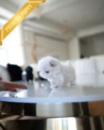 SKYLAR - FEMALE (PURCHASED by MARC) - Image 3