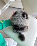 OSCAR - MALE (PURCHASED by ANDREA) - Image 3