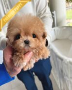 LYRA - FEMALE (PURCHASED by LULU) - Image 2