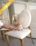 PEANUT - MALE (PURCHASED by MISTY) - Image 4