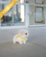 ANDRE - MALE (PURCHASED by GERARD) - Image 4