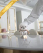 LUNA - FEMALE (PURCHASED by BLANCA) - Image 2