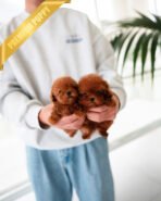 CHARLOTTE & BIANCA - FEMALE - Image 2