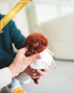 DAPHNE  - FEMALE (PURCHASED by KARLA) - Image 5