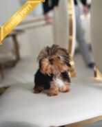 KOFI - MALE (PURCHASED by ANDEE) - Image 2